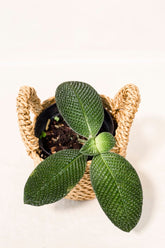Streblosa bullata